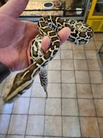 python molure het albinos, Dieren en Toebehoren, Reptielen en Amfibieën