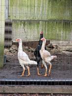 Maleiers, Dieren en Toebehoren, Pluimvee