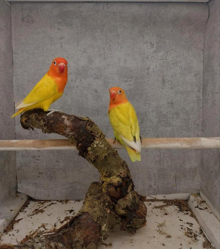 Opaline fischeri's split voor lutino opaline, Dieren en Toebehoren, Vogels | Parkieten en Papegaaien