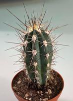 Stetsonia Coryne, Maison & Meubles, Plantes d'intérieur, Cactus, Envoi, Moins de 100 cm