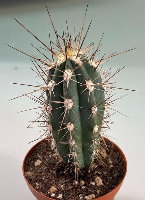 Stetsonia Coryne, Maison & Meubles, Plantes d'intérieur, Cactus, Moins de 100 cm, Envoi