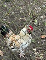 Haan, Dieren en Toebehoren, Mannelijk, Kip