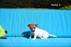 Jack Russell pupjes, Dieren en Toebehoren, Honden | Jack Russells en Terriërs, België, Jack Russell Terriër, CDV (hondenziekte)