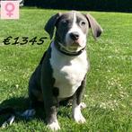 American Bully (XL) machtige pups te koop, Dieren en Toebehoren, 15 weken tot 1 jaar, Buitenland, CDV (hondenziekte), Meerdere