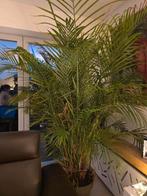 Arecapalm, Tuin en Terras, Ophalen