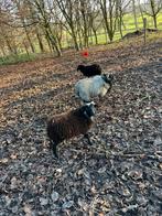 Quessant schaapjes prijs per stuk.