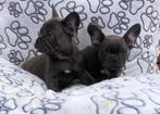 Franse bulldog pups, CDV (hondenziekte), Meerdere, Bulldog, 8 tot 15 weken