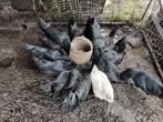 Broedeieren ayam cemani, Dieren en Toebehoren, Pluimvee