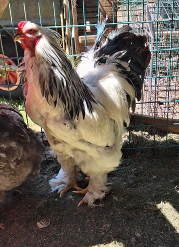 Trio brahma, Dieren en Toebehoren