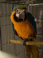 13 weken oude handtamme blauw gele ara, Dieren en Toebehoren, Vogels | Parkieten en Papegaaien, Mannelijk, Papegaai, Pratend