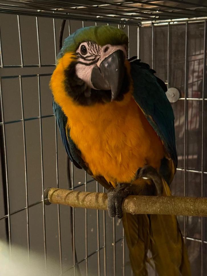 13 weken oude handtamme blauw gele ara, Dieren en Toebehoren, Vogels | Parkieten en Papegaaien, Papegaai, Mannelijk, Pratend, Geringd