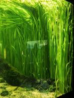 Aquariumplant vallisneria, Ophalen, Zo goed als nieuw