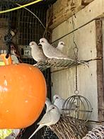 Diamant duifjes, Dieren en Toebehoren, Vogels | Duiven, Overige soorten