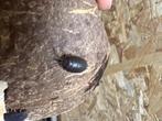 Porcellio Laevis „Zwart”, Overige soorten