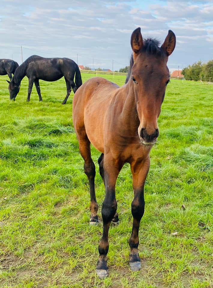 PRE jaarling hengst te koop LAGE PRIJS!!, Dieren en Toebehoren, Paarden, Hengst, Niet van toepassing, 165 tot 170 cm, 0 tot 2 jaar
