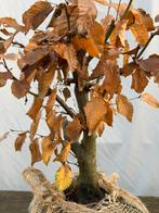 Bonsai pre haagbeuk, kluitplant, Ophalen of Verzenden, Zo goed als nieuw