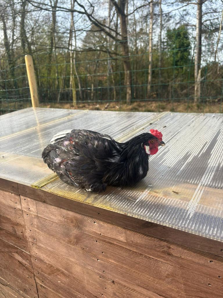 Jonge haan te koop – 19 weken – gezond en actief, Dieren en Toebehoren, Pluimvee