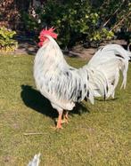 Broedeieren bonte leghorn, Dieren en Toebehoren, Pluimvee, Kip