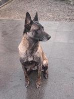 femelle de berger Malines, Animaux & Accessoires, Particulier, Chienne, 6 ans ou plus, Un chien