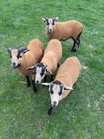 Kameroen rammen, Mannelijk, Schaap, 0 tot 2 jaar