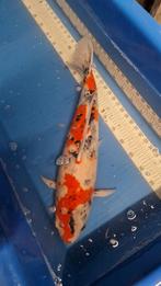 Showa koi 60 cm, Dieren en Toebehoren, Vissen | Vijvervissen