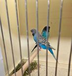 Grasparkiet melanistic split bfbw