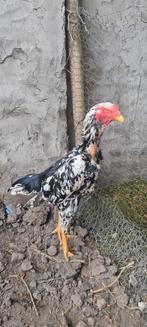 Beau shamo +_6mois, Ophalen