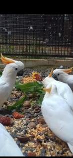 Gevraagd ORANJEKUIF KAKETOE