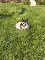 Mannelijk dwergkonijntje, Dieren en Toebehoren, Konijnen, Mannelijk, Dwerg, 0 tot 2 jaar