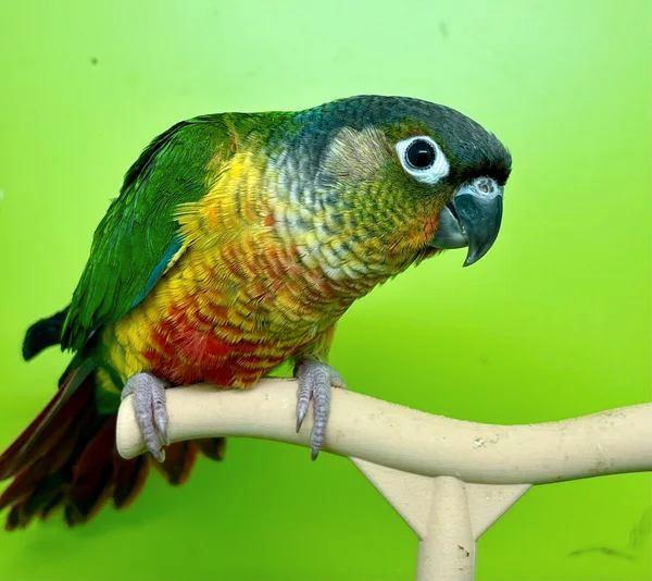 Conure de molinae mâle EAM/apprivoisé, Animaux & Accessoires, Oiseaux | Perruches & Perroquets, Perroquet, Mâle, Domestique, Bagué