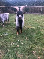 Blauwschimmelgeit (mannelijk), Dieren en Toebehoren, Mannelijk