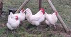 Broedeieren Franse Poule De Bresse  ,witte kleur, raszuiver, Dieren en Toebehoren