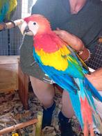 geelvleugel ara, Plusieurs animaux, Perroquet, Domestique
