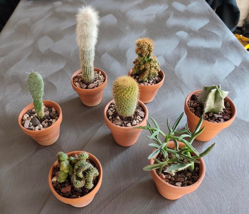 Zeven cactussen in terracota pot, Ophalen