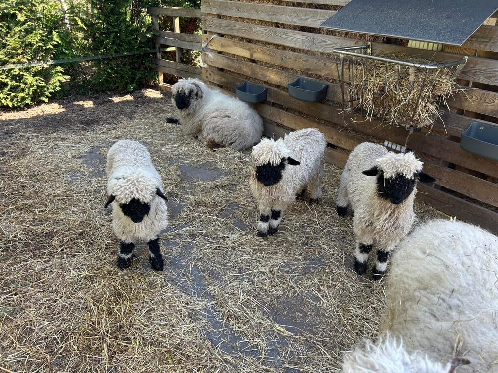 walitzer swartsnasse, Janvier, Plusieurs animaux