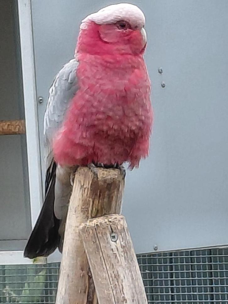 Goede kweekman Rosè kaketoe en een..., Dieren en Toebehoren, Vogels | Parkieten en Papegaaien, Papegaai, Mannelijk, Geringd
