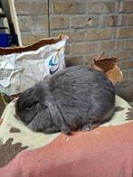 Minilop/NHD blauw voedster, Dieren en Toebehoren, Konijnen, Vrouwelijk, Klein, Hangoor, 3 tot 5 jaar