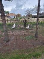 Vier ganzen te koop van 2024