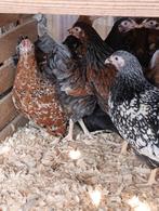wyandotte kriel en vele andere rassen 5+1 gratis, Dieren en Toebehoren, Pluimvee, Vrouwelijk, Kip
