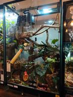 Paludarium full équipé+ occupant Mniarogekko Chahoua R and G, Enlèvement, Utilisé, Terrarium ou Paludarium