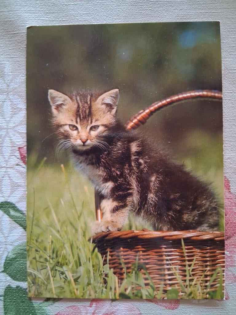 Postkaart poes, Collections, Cartes postales | Animaux, Enlèvement ou Envoi