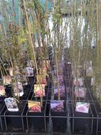 Divers rosiers grimpants en pots, Jardin & Terrasse, Plantes | Jardin, Plein soleil, Été, Enlèvement, Plante fixe