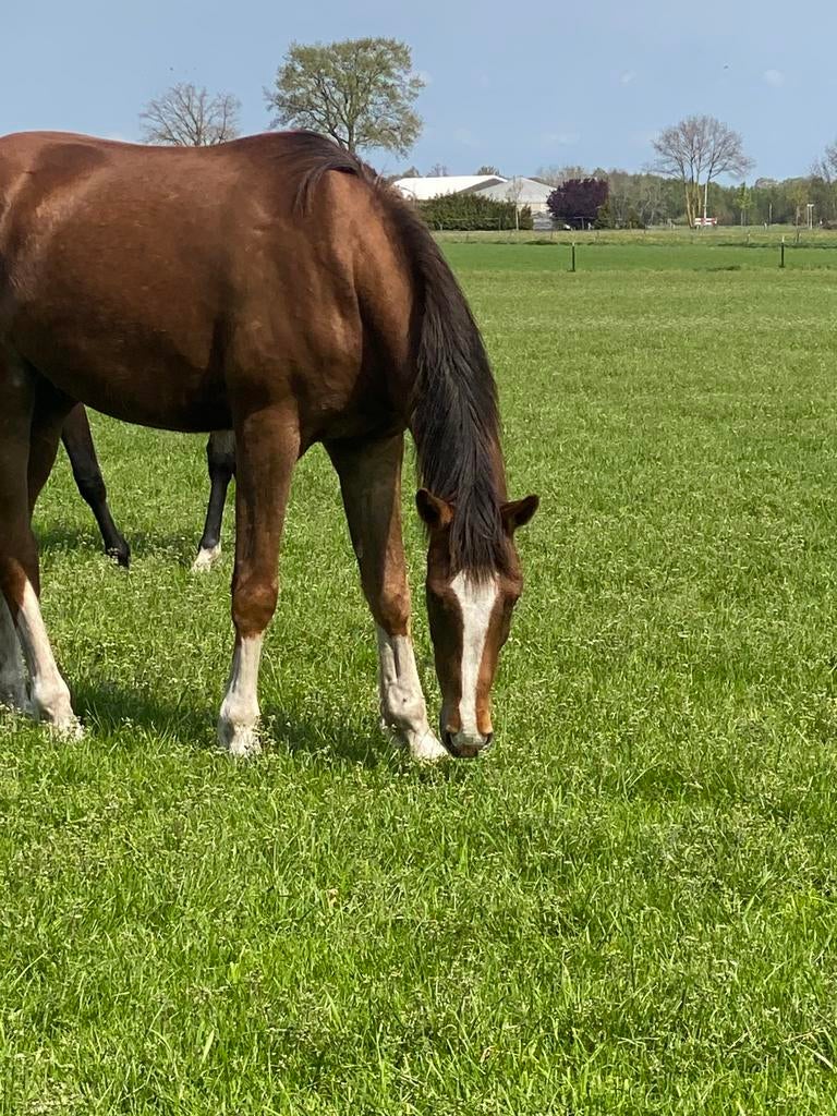 Grote vriendelijke vos kleurige reus spring paard, Dieren en Toebehoren, Paarden, 175 cm of meer, Met stamboom, Ruin, 3 tot 6 jaar