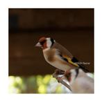 Putter man split bruin kans bruinpastel, Mâle, Oiseau chanteur sauvage, Domestique