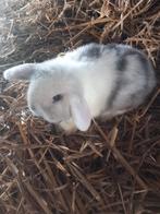 Nederlandse hangoordwergkonijntjes, Dieren en Toebehoren, Konijnen