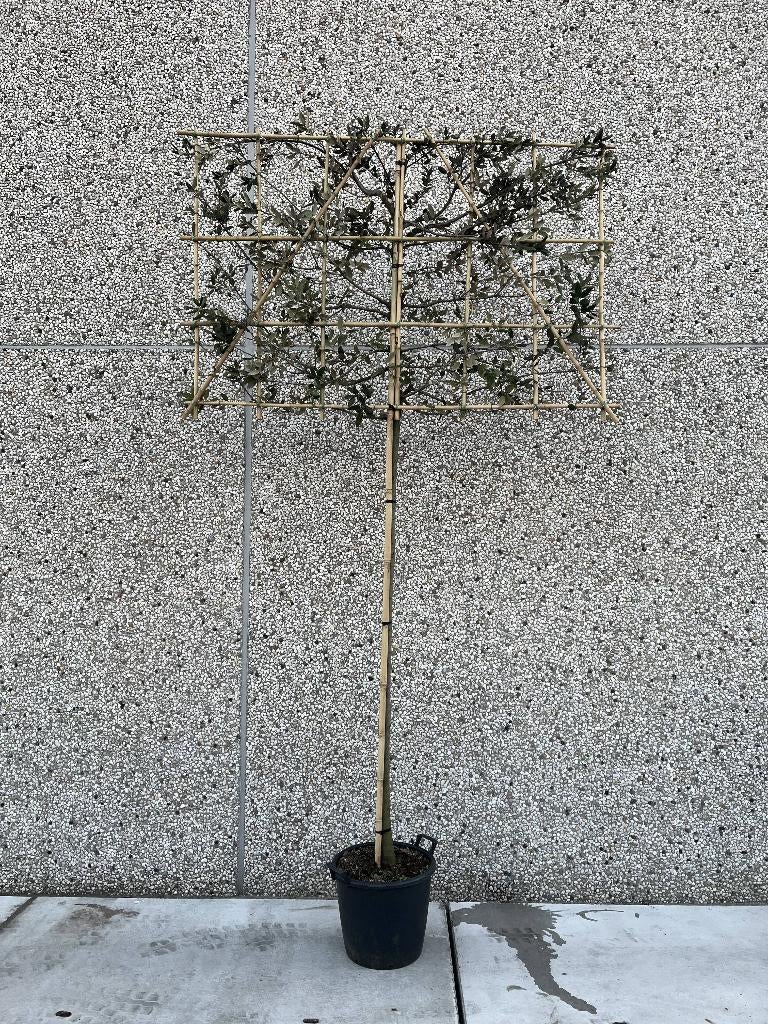 Steeneik leibomen Groenblijvend 15 stuks, Jardin & Terrasse, Plantes | Arbres, Enlèvement, Espalier