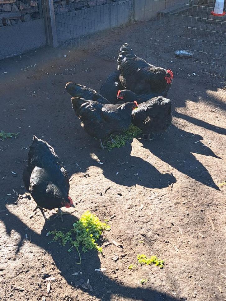 Broedeieren Jersey Grant groothoender, Animaux & Accessoires, Volatiles, Poule ou poulet, Sexe inconnu