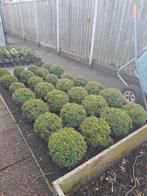 Buxus, Tuin en Terras, Ophalen, Buxus