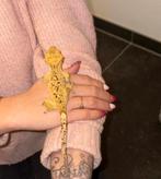 Vrouwelijke kuifgekko Crested Gecko met compleet terrarium, Animaux & Accessoires, Reptiles & Amphibiens, Autres espèces, Avec terrarium