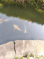 Koi karpers, Dieren en Toebehoren, Karper of Koi
